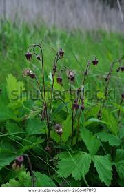 Attēlu rezultāti vaicājumam “Geum rivale leaf”