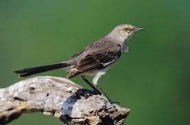 Image result for Mimus polyglottos