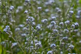 Attēlu rezultāti vaicājumam “Myosotis ramosissima flower”