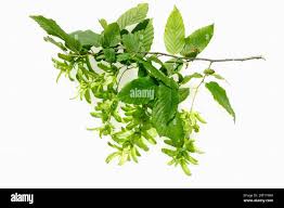 Attēlu rezultāti vaicājumam “Carpinus betulus fruit”