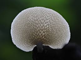 Attēlu rezultāti vaicājumam “Lycogala conicum young”