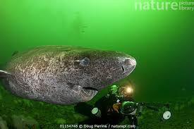 Image result for Somniosus microcephalus