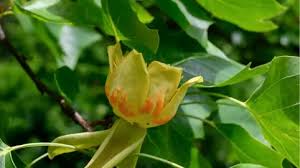 Attēlu rezultāti vaicājumam “Fraxinus excelsior Pendula female flower”