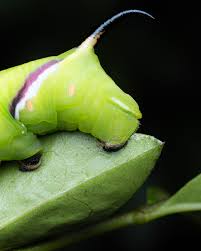 Attēlu rezultāti vaicājumam “Sphinx ligustri larva”