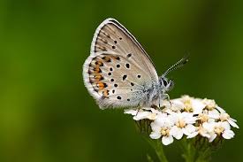 Attēlu rezultāti vaicājumam “Plebejus argus / Plebejus idas”