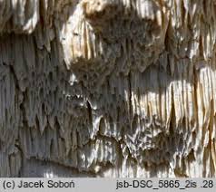 Attēlu rezultāti vaicājumam “Skeletocutis odora”