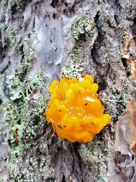 Attēlu rezultāti vaicājumam “Dacrymyces chrysospermus”