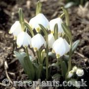 Attēlu rezultāti vaicājumam “Leucojum vernum var. carpathicum”