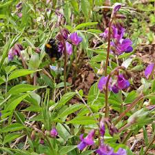 Attēlu rezultāti vaicājumam “Lathyrus vernus leaf”