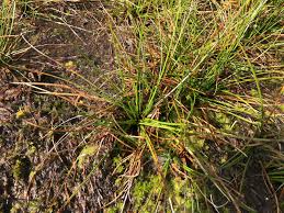 Attēlu rezultāti vaicājumam “Juncus squarrosus”