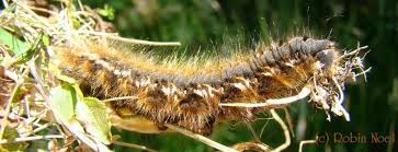 Attēlu rezultāti vaicājumam “Euthrix potatoria imago”