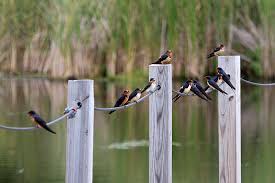 Attēlu rezultāti vaicājumam “Hirundo rustica adult”