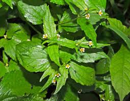Attēlu rezultāti vaicājumam “Galinsoga quadriradiata leaf”