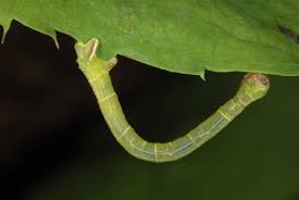 Attēlu rezultāti vaicājumam “Ecliptopera silaceata”