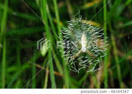 Attēlu rezultāti vaicājumam “Argiope bruennichi”
