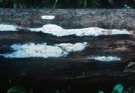 Attēlu rezultāti vaicājumam “Antrodia macra”