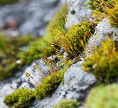Attēlu rezultāti vaicājumam “Bryoerythrophyllum recurvirostrum”