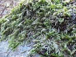 Attēlu rezultāti vaicājumam “Isothecium alopecuroides”