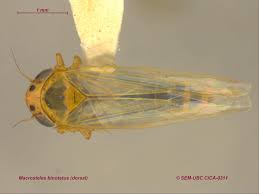 Attēlu rezultāti vaicājumam “Macrosteles sp. imago”