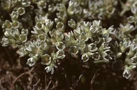 Attēlu rezultāti vaicājumam “Scleranthus perennis flower”