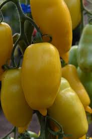 Afbeeldingsresultaat voor banana legs tomato