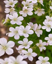Attēlu rezultāti vaicājumam “Geranium sylvaticum bud”