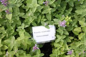 Image result for Katzenminze