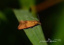 Attēlu rezultāti vaicājumam “Celypha striana”