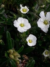 Attēlu rezultāti vaicājumam “Arenaria procera”