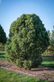 Attēlu rezultāti vaicājumam “Pinus sylvestris var. borussica”