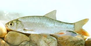 Attēlu rezultāti vaicājumam “Leuciscus idus”