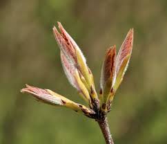 Attēlu rezultāti vaicājumam “Acer saccharinum bud”
