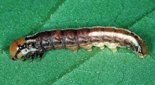 Attēlu rezultāti vaicājumam “Cribraria macrocarpa stalked”