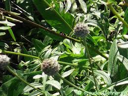 Attēlu rezultāti vaicājumam “Centaurea scabiosa bud”