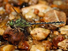 Attēlu rezultāti vaicājumam “Ophiogomphus cecilia”