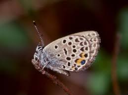 Attēlu rezultāti vaicājumam “Vacciniina optilete male”