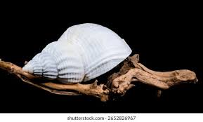 Image result for Buccinum undatum