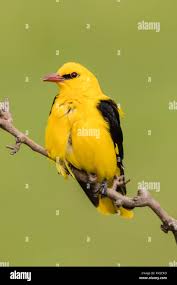 Attēlu rezultāti vaicājumam “Oriolus oriolus male”