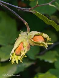 Attēlu rezultāti vaicājumam “Corylus avellana female flower”