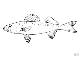 Image result for Sander canadensis