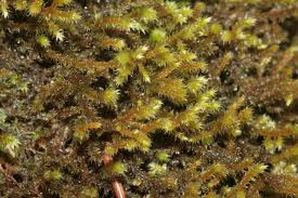 Attēlu rezultāti vaicājumam “Antitrichia curtipendula”