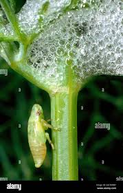 Attēlu rezultāti vaicājumam “Philaenus spumarius nymph”