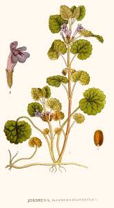Image result for Glechoma hederacea