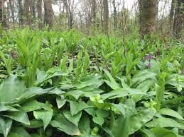 Image result for Bärlauch