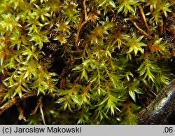 Attēlu rezultāti vaicājumam “Bryum rubens”