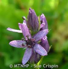 Attēlu rezultāti vaicājumam “Swertia perennis flower”