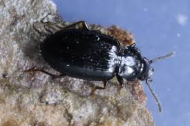 Attēlu rezultāti vaicājumam “Tachyta nana”