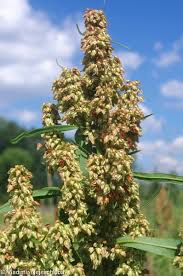 Attēlu rezultāti vaicājumam “Rumex hydrolapathum leaf”