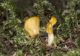 Attēlu rezultāti vaicājumam “Spathularia flavida”