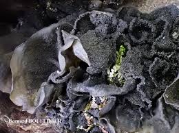 Attēlu rezultāti vaicājumam “Collema flaccidum”